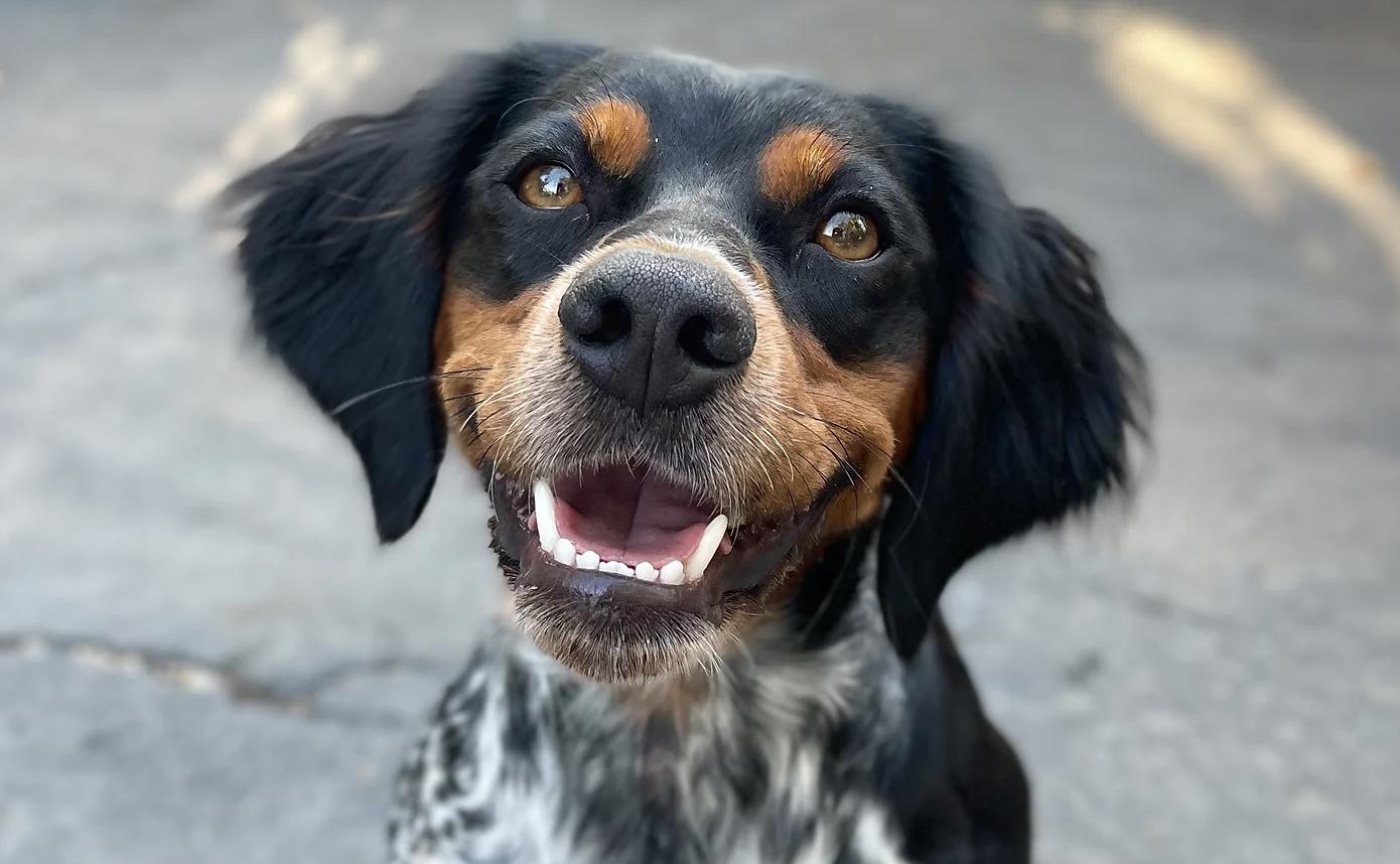 Calibretons Kennels in California | French Brittany puppies | Good Dog, image size:1390x858