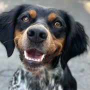 French Brittanys from Calibretons Kennels