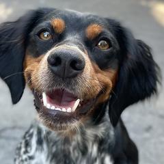 French Brittanys from Calibretons Kennels