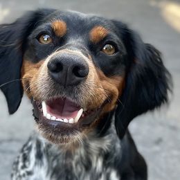 French Brittanys from Calibretons Kennels