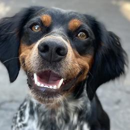 French Brittanys from Calibretons Kennels