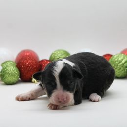 Female 4 - Black tri female Miniature American Shepherd puppy in Childress, Texas from Taylor Farms