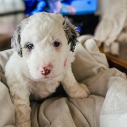 Pink Collar Siobhan - Merle female Bernedoodle puppy in Camden, North Carolina from Fleury Farm Doodles NC