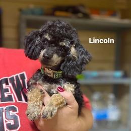 Lincoln - Poodle