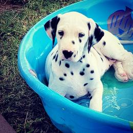 Dalmatian Puppies from Spotted Way Dalmatians