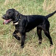 Astrid - Pudelpointer