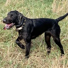 Astrid - Pudelpointer