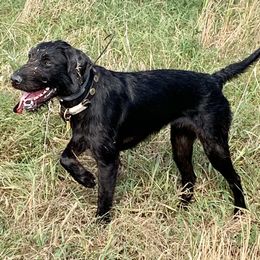 Astrid - Pudelpointer