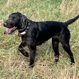 Astrid - Pudelpointer