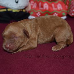 One - Red male Cockapoo puppy in Hopkins, South Carolina from Sugar and Spice Cockapoos