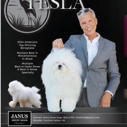 Bologneses, Mudis, and Toy Fox Terriers from JANUS SHOW DOGS