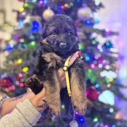 Yellow Collar male - Black and red male German Shepherd puppy in Eugene, Oregon from Vom Osuna K9s