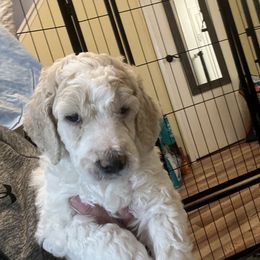 Parents are service dogs Boy 2 green - Poodle puppy from Hernwood Heelers