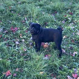 Jack - Pug