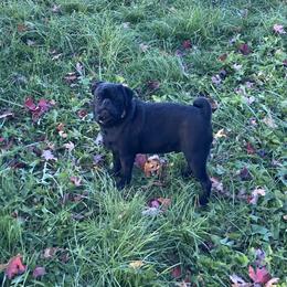 Jack - Pug