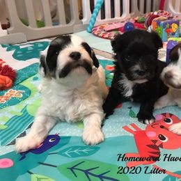 Havanese Puppies from Homeward Havanese, LLC