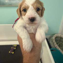 Dolly sparkle - Cream female Goldendoodle puppy in Port Saint Lucie, Florida from Coastal Crown Doodles