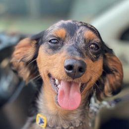 Anatolian Shepherd Dogs and Dachshunds from Christy's Puppies