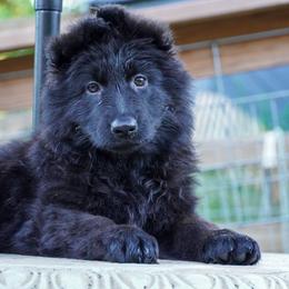 Purple Collar - Black female German Shepherd puppy in Howell, Michigan from Sheyenne’s Shepherds