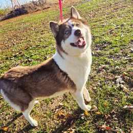 Cross - Siberian Husky