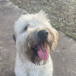 French Bulldogs, Shih Tzus, and Soft Coated Wheaten Terriers from Aurum K9