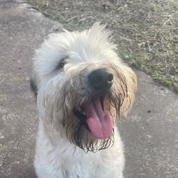 French Bulldogs, Shih Tzus, and Soft Coated Wheaten Terriers from Aurum K9