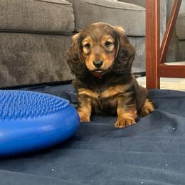 Red - Red male Dachshund puppy in Hemet, California from Rare Treat Dachshunds