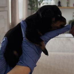 MKs Eva - Black and mahogany female Rottweiler puppy in Phoenix, Arizona from Midnight Rottweilers