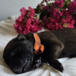 Belgian Malinois Puppies from Rose Kennels