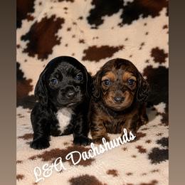 Darling - Cream female Dachshund puppy in Madisonville, Tennessee from L&A Dachshunds