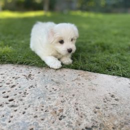Coton de Tulear Puppies from Cotoncutie