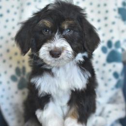 Carmel Apple - Red tri-color male Aussiedoodle puppy in Delta, Colorado from PTK Ranch