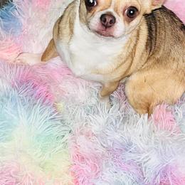 Chihuahuas from Chihuahua casa