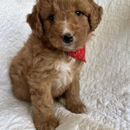 Bernedoodle Puppies from Birdies Mini Bernedoodles