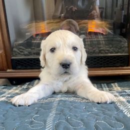 Camo - Light golden Golden Retriever puppy in Nathrop, Colorado from Mountain Joy Goldens