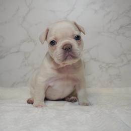 Tonya - Cream female French Bulldog puppy in Citrus Heights, California from Cali Rooted Bullyz