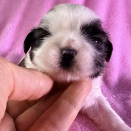 Maizey - Gold and white female Shih Tzu puppy in Winston Salem, North Carolina from Little Miracles Shih Tzu