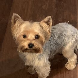 Banjo - Yorkshire Terrier