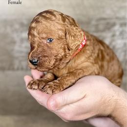 Ingrid - Red  female Goldendoodle puppy in Abilene, Texas from Mesquite Kennels