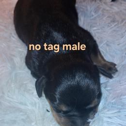 Boy 3 - Black and mahogany male Rottweiler puppy in De Witt, Iowa from Irish Eyes Kennels