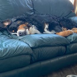 Bernese Mountain Dog Puppies from Lonesome Pine Farm