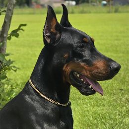 V-Meggi - Doberman Pinscher