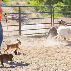 McNab Puppies from Vanir McNab Shepherds
