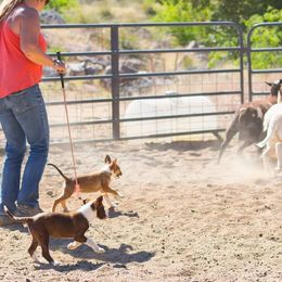 McNab Puppies from Vanir McNab Shepherds