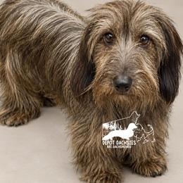 Flopsy - Dachshund