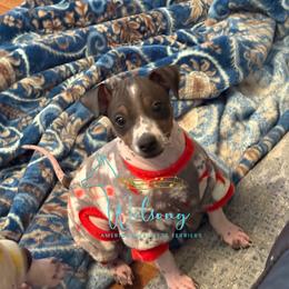 Kelce - White and black male American Hairless Terrier puppy in Smith Center, Kansas from Wilsong Kennel