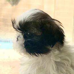Shih Tzu Puppies from Willow Lane Shih Tzus