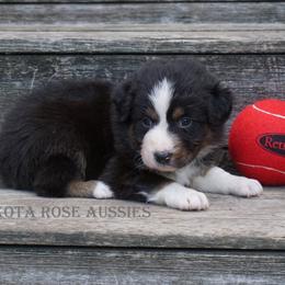 Boy 1 - male Australian Shepherd puppy in Burbank, South Dakota from Dakota Rose Aussies