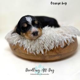 Orange boy - Tri-color male Bernedoodle puppy in Valdese, North Carolina from Doodling All Day Goldendoodles