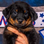 Teal Boy - Black and rust Beauceron puppy in Henderson, Nevada from Joie de Vie Beaucerons